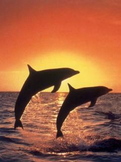 夕阳西下海豚跳跃美图集