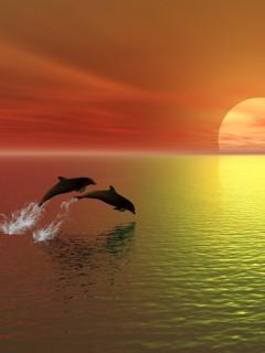夕阳西下海豚跳跃美图集
