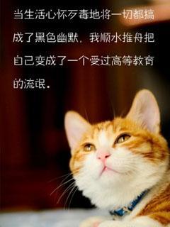 爱絮絮叨叨的胖脸大花猫