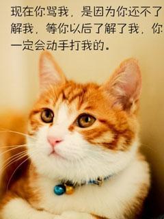 爱絮絮叨叨的胖脸大花猫